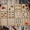 5 Little Bears Australian Bug Counting Tiles
